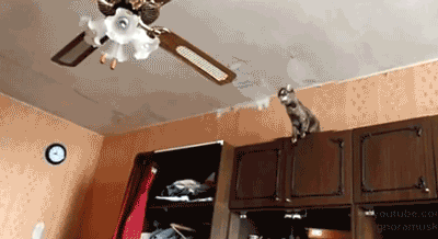 Gato