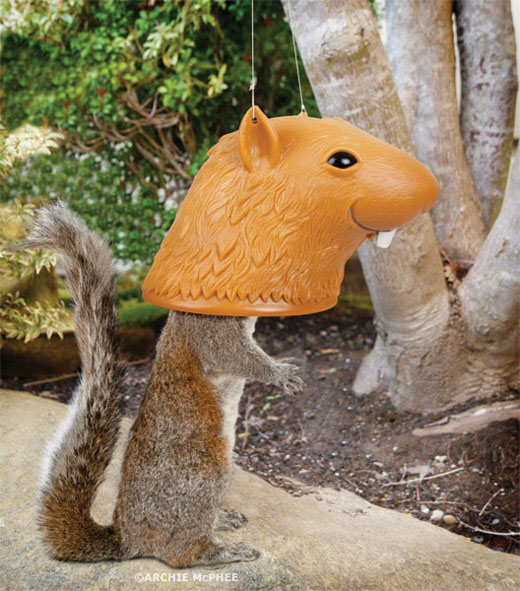 Big-Head-Squirrel-Feeder