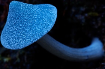 entoloma hochstetteri